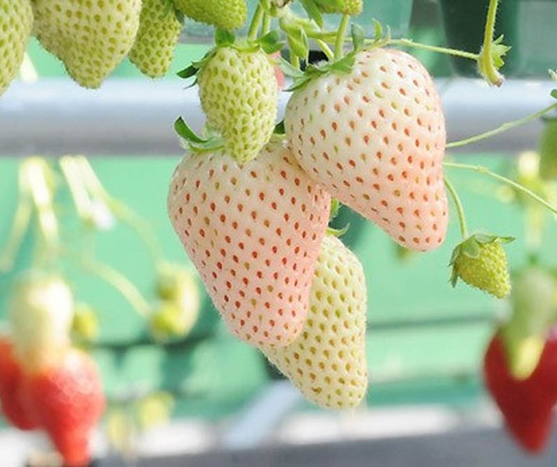 Vườn còn trồng giống dâu Bạch Tuyết với hương vị rất độc đáo, mùi thơm như dứa (Nguồn: bizweb.dktcdn.net)