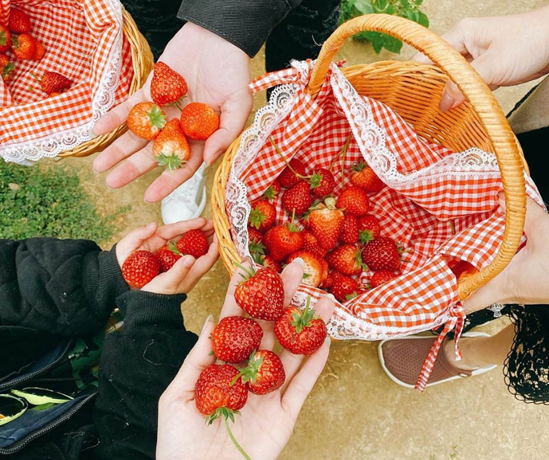 Du khách thỏa thích hái dâu và chụp ảnh tại vườn (Nguồn: vi.alongwalker)