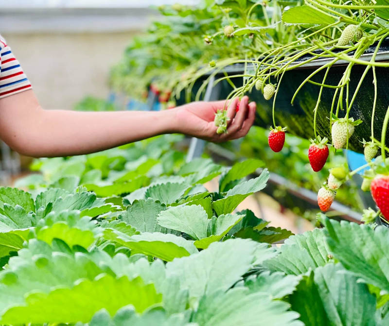 Tại vườn chủ yếu trồng các giống dâu nhiệt đới như dâu Hàn, Nhật, dâu tây Hana hay giống dâu New Zealand… (Nguồn: vntraveler.vn)