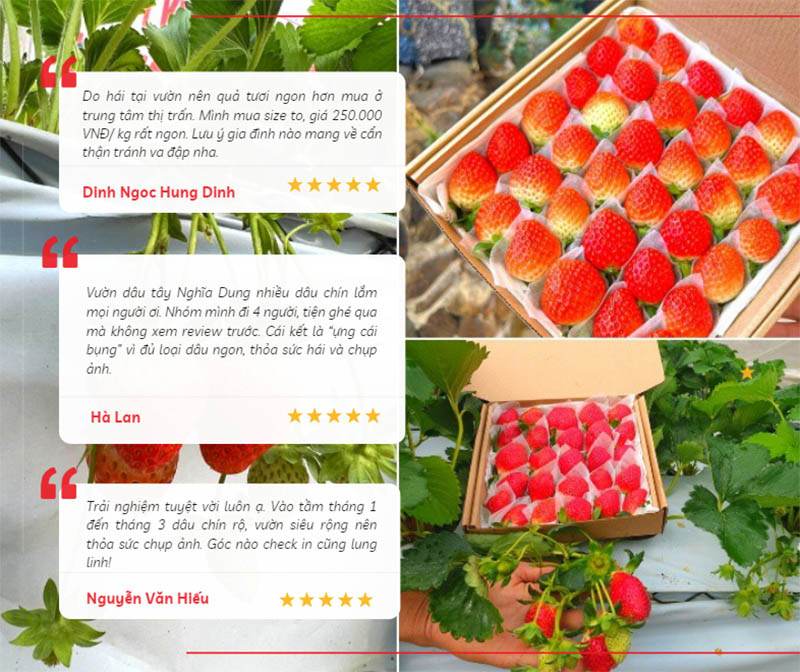 Chia sẻ của du khách khi ghé thăm và trải nghiệm tại vườn dâu Nghĩa Dung