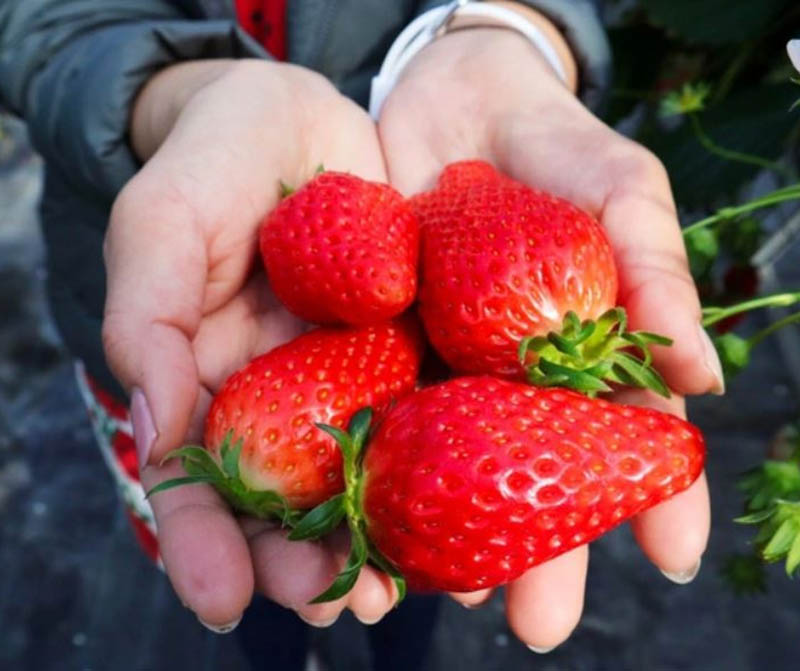 Dâu tại vườn Nghĩa Dũng chín mọng, quả bóng mướt, mập mạp với hương vị ngọt nhiều được du khách yêu thích (Nguồn: digiticket.vn)