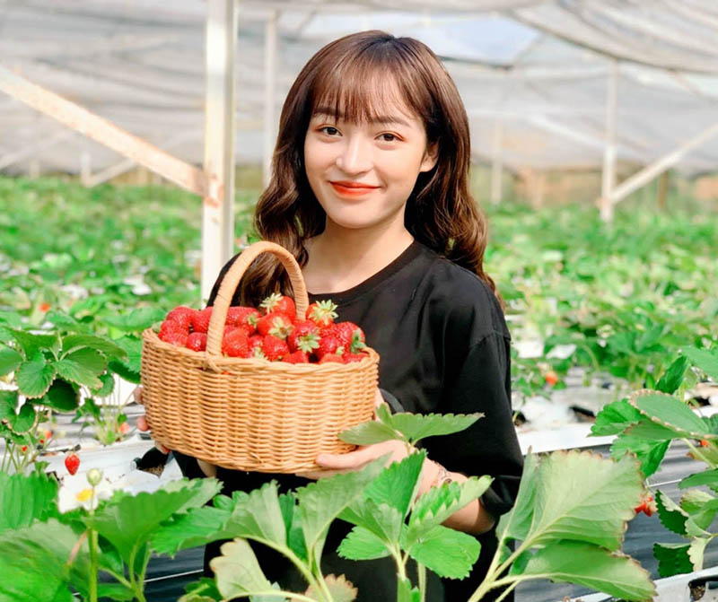 Vườn dâu Sa Pa Tả Phìn là địa điểm siêu hot được nhiều bạn trẻ săn lùng (Nguồn: vietnamnet.vn)