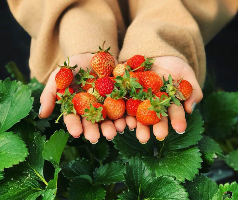 Du khách nên hỏi rõ giá thành của dâu theo từng size để mua đúng giá, tránh việc dâu trái nhỏ bị tính giá cao (Nguồn: vi.alongwalker)