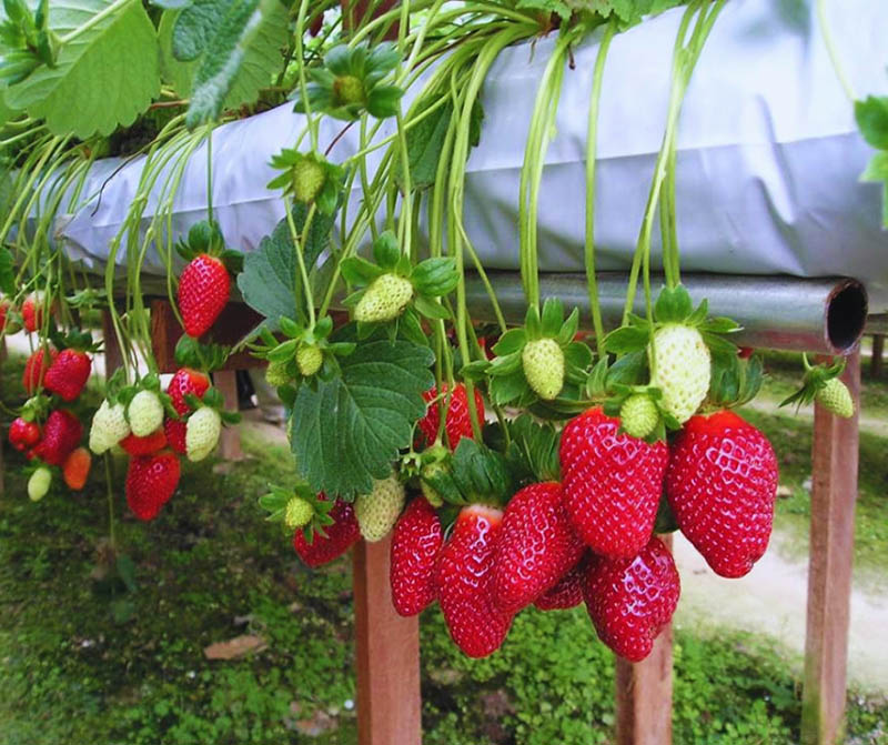 Dâu tại vườn Tả Phìn được trồng theo phương pháp thủy canh và trên giàn cao giúp du khách thỏa sức tự thu hoạch trái, không lo bùn đất (Nguồn: pinterest.com)