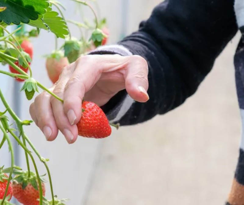 Dâu tây dễ bị dập, khi hái dâu bạn phải nhẹ tay và cẩn thận (Nguồn: songhantourist.com)