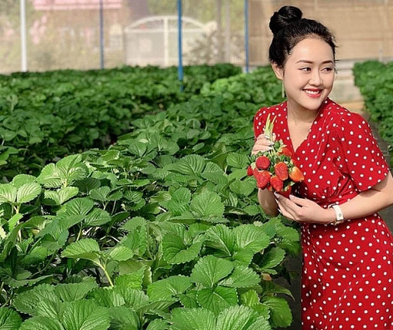 Du khách có thể kết hợp địa điểm tham quan là vườn dâu tây Ô Quy Hồ và cung đường đèo đẹp, lớn nhất Sa Pa (luxtour.com.vn)