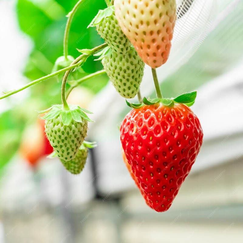 Vườn dâu tây đồi Kim Hoa Trà trồng nhiều giống dâu xịn xò như giống Nhật, Hàn hoặc Mỹ được đánh giá có chất lượng tốt (Nguồn: freepik.com)