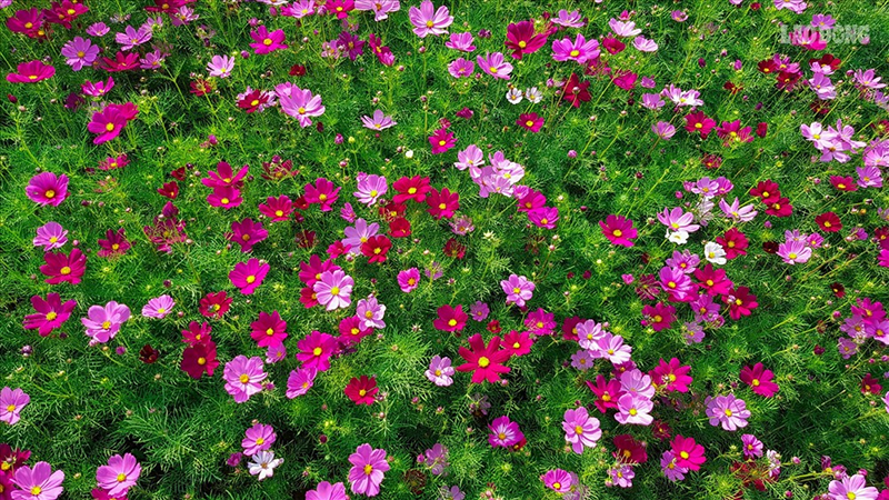 Những bông hoa cánh bướm rung rinh trong gió, tạo thành thảm hoa nhiều màu (Nguồn: Báo Lao động)