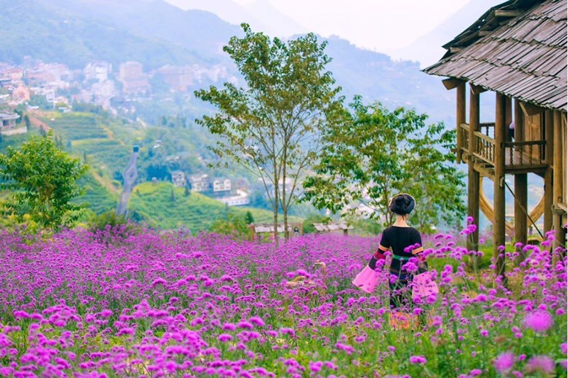 Đồi hoa tím lịm gieo bao thương nhớ cho du khách chinh phục đỉnh Fansipan những ngày cuối hạ (Nguồn: Báo Lao động)