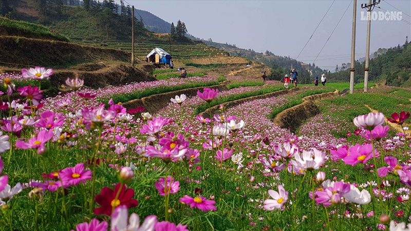 Giống hoa cánh bướm ở đây được nhập trực tiếp từ Hà Lan nên có màu sắc rực rỡ, không bị phai màu (Nguồn: Báo Lao động)