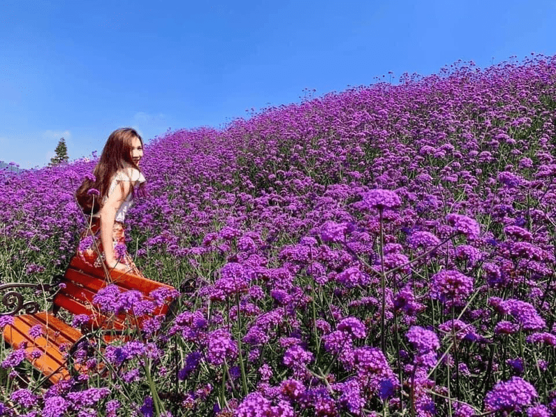 Du khách thích thú dạo chơi và check-in tại vườn hoa tím ở Sa Pa (Nguồn: Báo Lao Động)