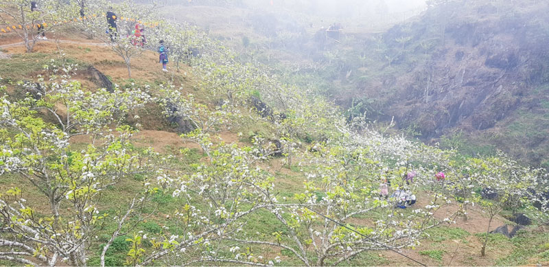 Những vườn lê bung nở hoa trắng muốt trên các sườn đồi thu hút nhiều du khách đến Sa Pa vào tháng 3 (Nguồn: laocaitourism.vn)