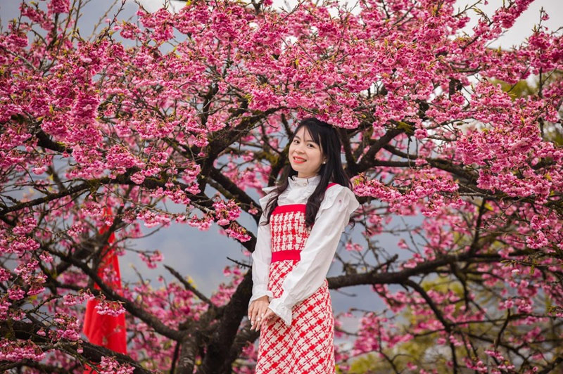 Cứ đến tháng 3, hoa đào lại nở rộ, nhuộm hồng một góc trời Sa Pa (Nguồn: Báo Pháp luật Việt Nam)