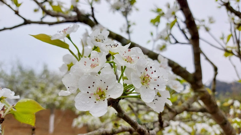 Vẻ đẹp tinh khôi, thuần khiết của hoa lê vào tháng 3 ở Sa Pa làm say lòng bao du khách (Nguồn: Báo Lào Cai)