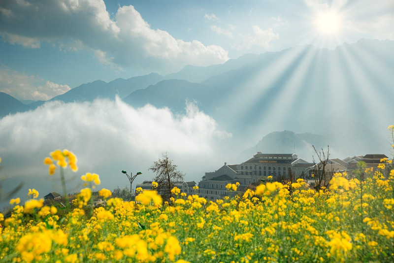 Vườn hoa cải dầu nhuộm vàng một góc Sun World Fansipan Legend