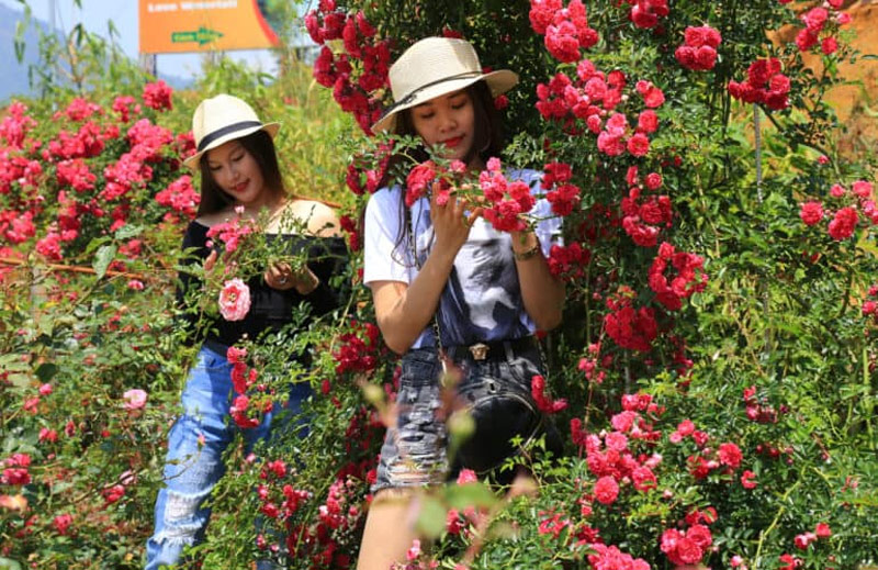 Du khách bị hấp dẫn bởi loài hồng leo Sa Pa đỏ rực