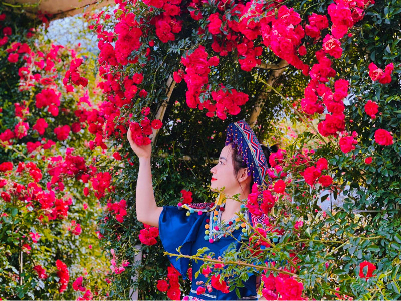 Vườn hồng tại thung lũng hoa Sapa nở rộ khoe sắc từ tháng 4 – 5