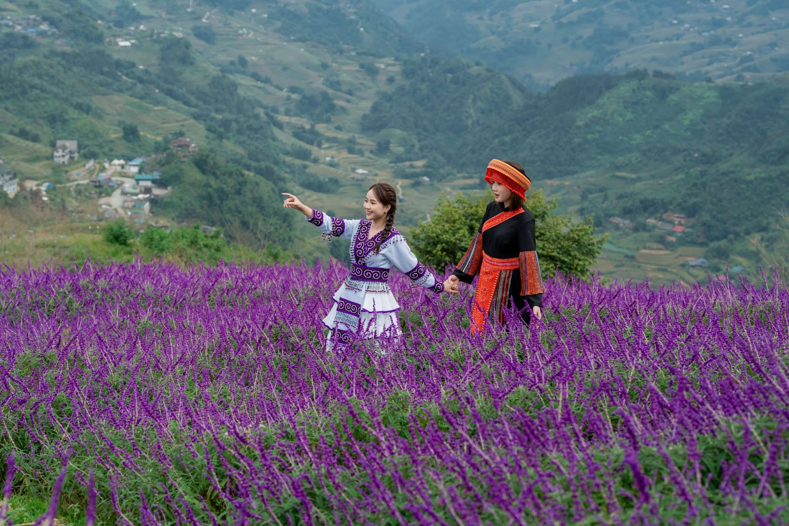 Vườn hoa tím Sun World Fansipan Legend.