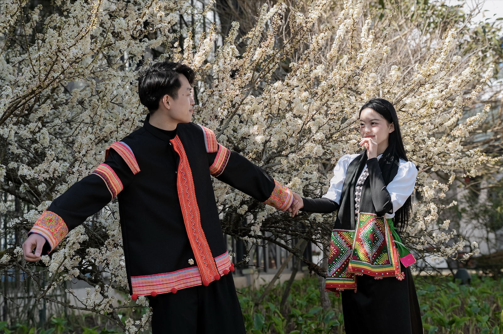 Du khách thích thú check in tại câu mận nở hoa trắng xóa