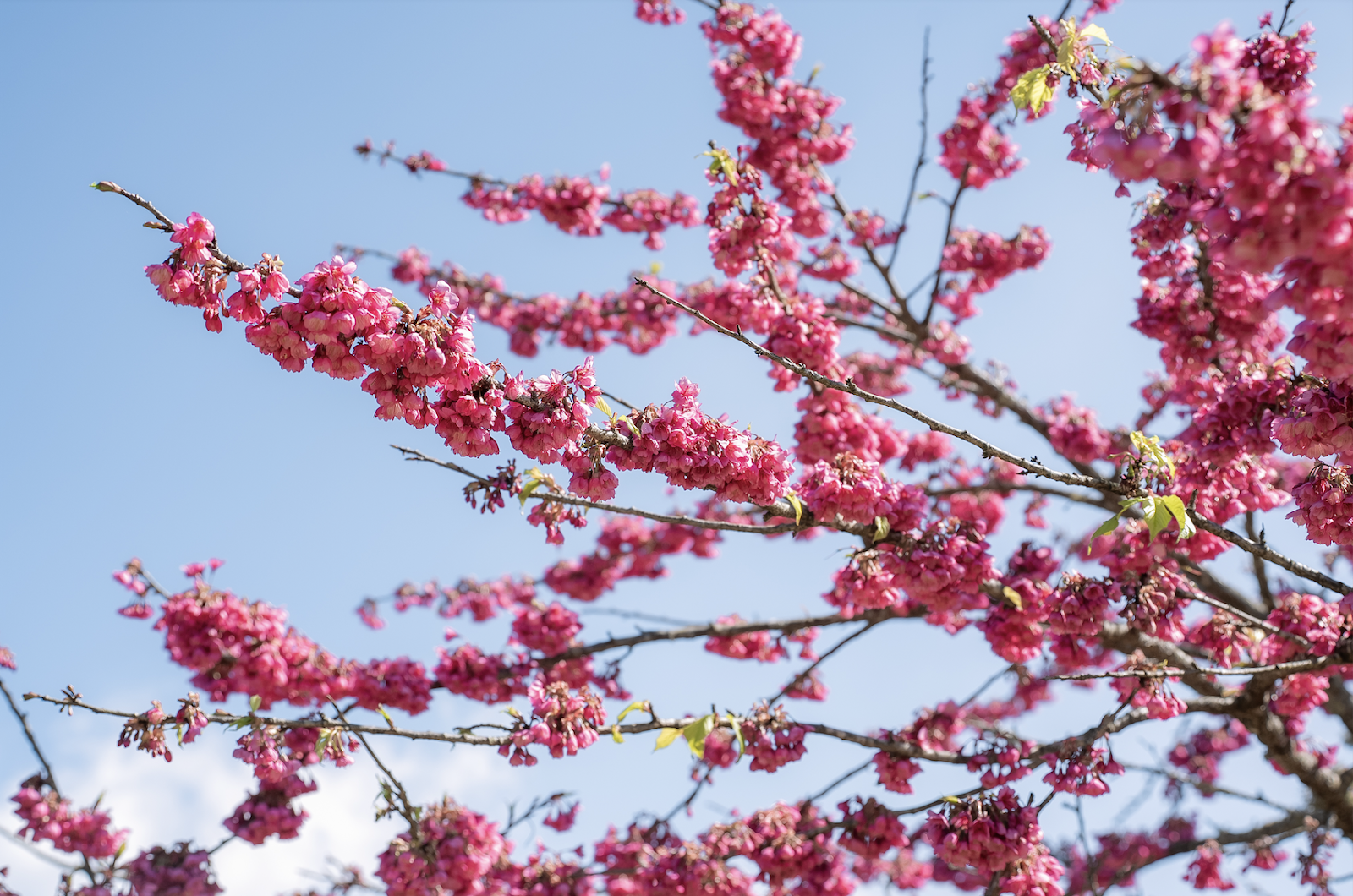 Sắc hồng rực rỡ của hoa anh đào tô điểm thêm cho quang cảnh khu vực nhà ga Mường Hoa, Sun World Fansipan Legend