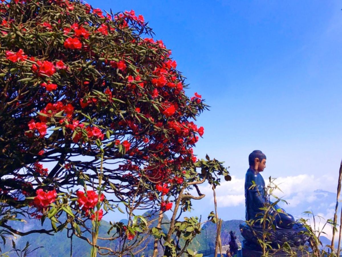 Cây đỗ quyên cổ thụ 400-500 năm tuổi tại Bích Vân Thiền Tự 