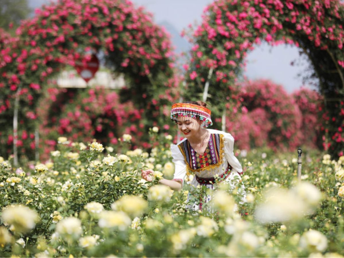 Thung lũng hoa Sun World Fansipan Legend vào mùa nở rộ 