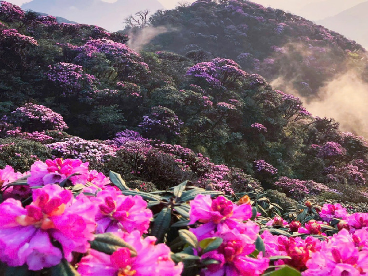 Một điểm nhấn lớn của hành trình là đoạn tàu chạy xuyên qua rừng đỗ quyên cổ thụ. 