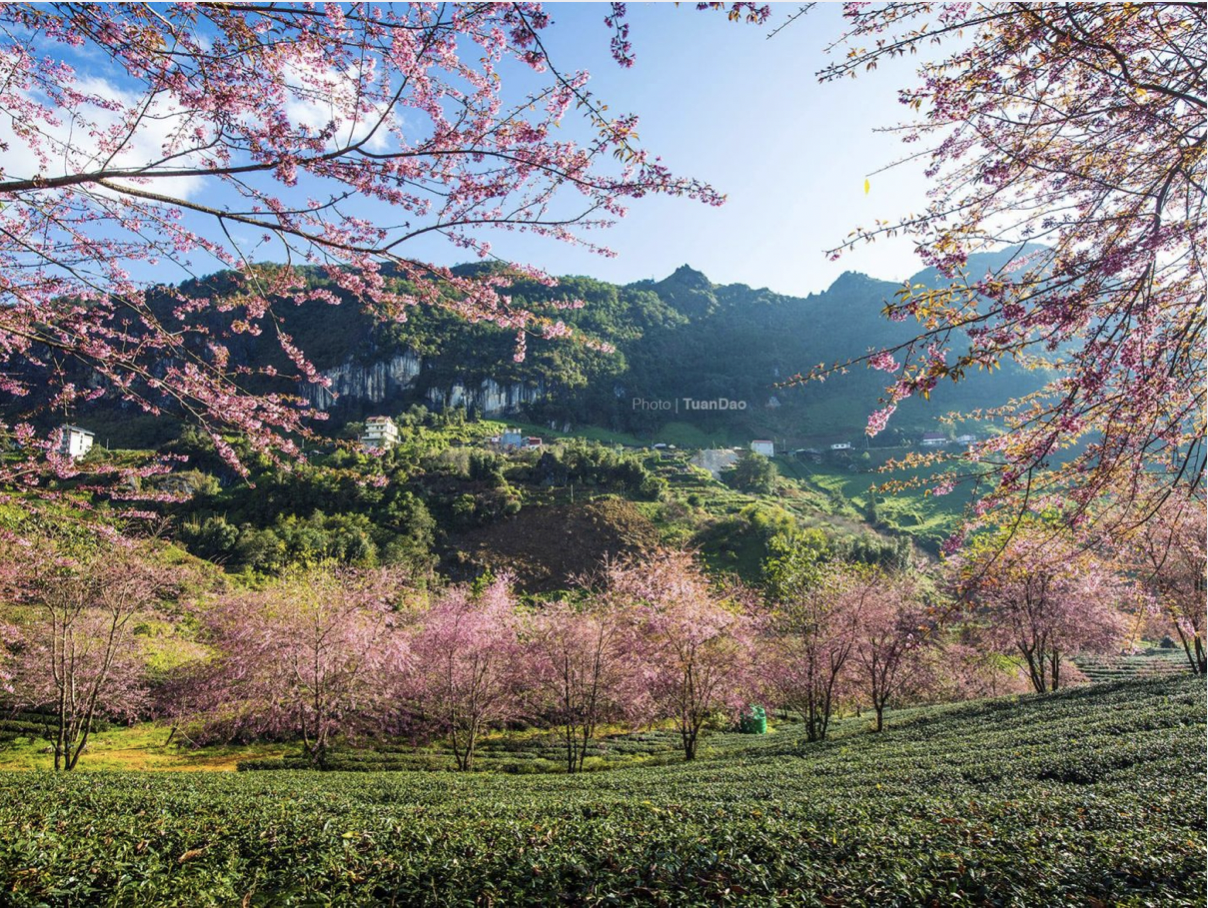 Mùa xuân Sa Pa rực rỡ với trăm hoa khoe sắc như mai anh đào, đào, mận.