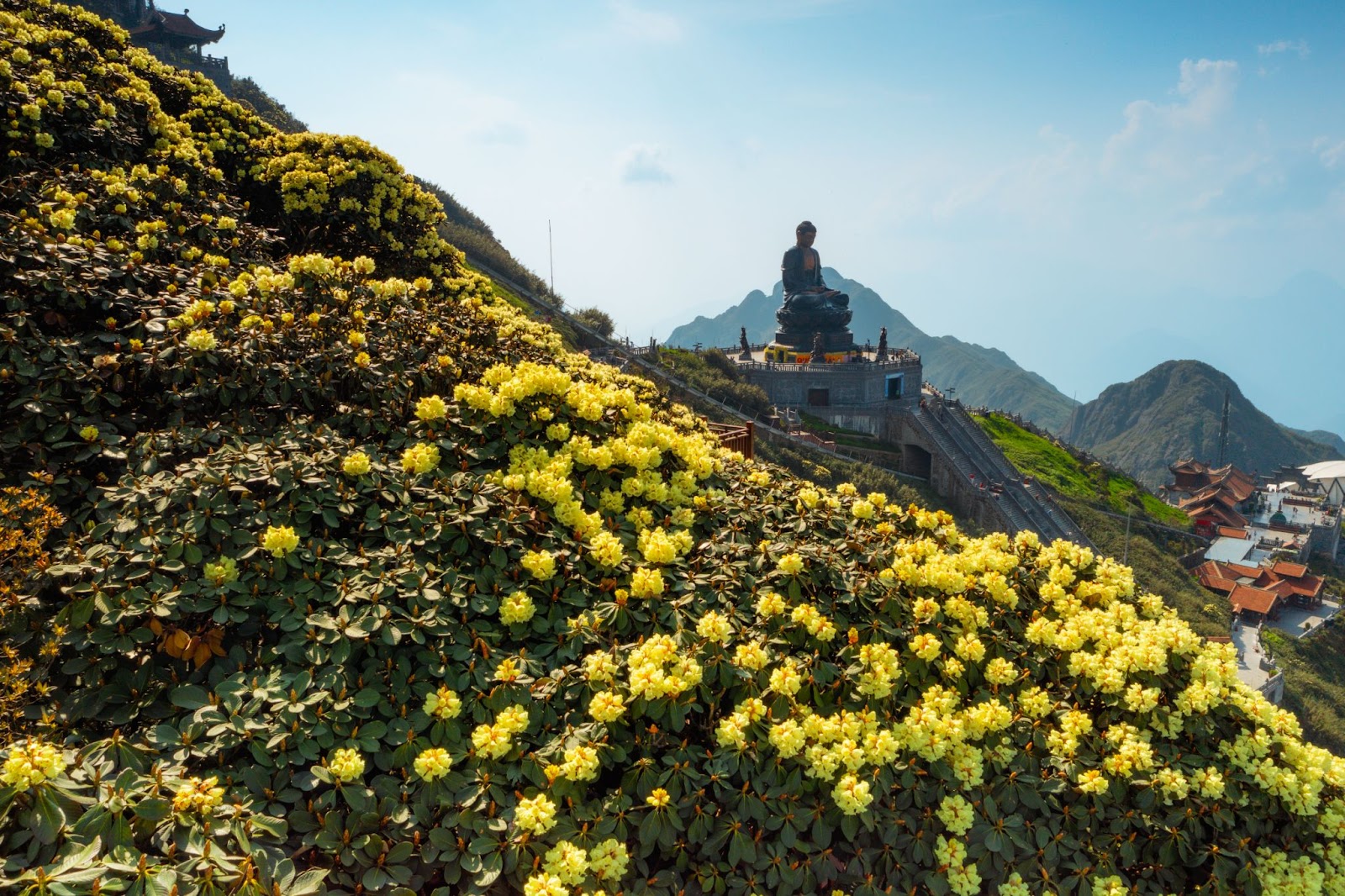 Hoa nở rực rỡ trên đỉnh trời