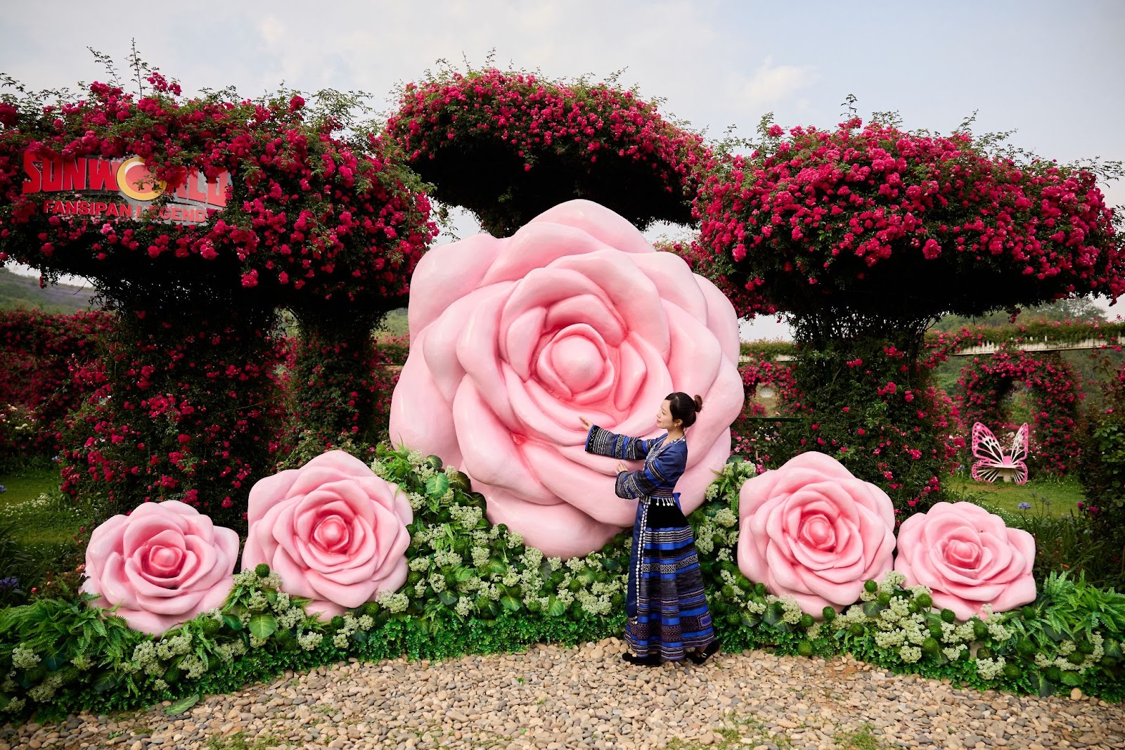 Vẻ đẹp triệu đóa hồng khoe sắc giữa thung lũng hoa Fansipan.