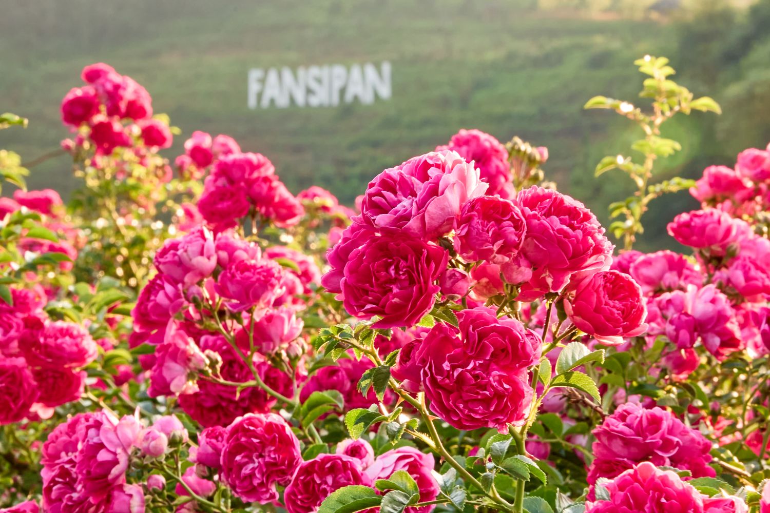 Hàng triệu bông hồng khoe sắc và tỏa hương thơm ngát