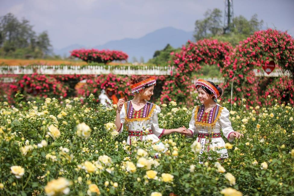 Lễ hội hoa hồng Fansipan thường được tổ chức vào cuối tháng 4 khi mùa hoa bắt đầu nở rộ