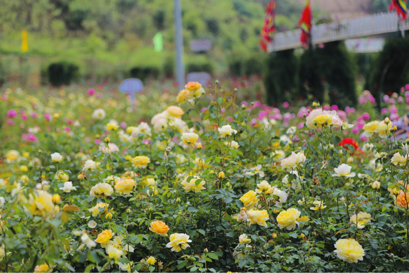 Thung lũng hoa hồng Fansipan gieo trồng nhiều dòng hồng ngoại nổi tiếng