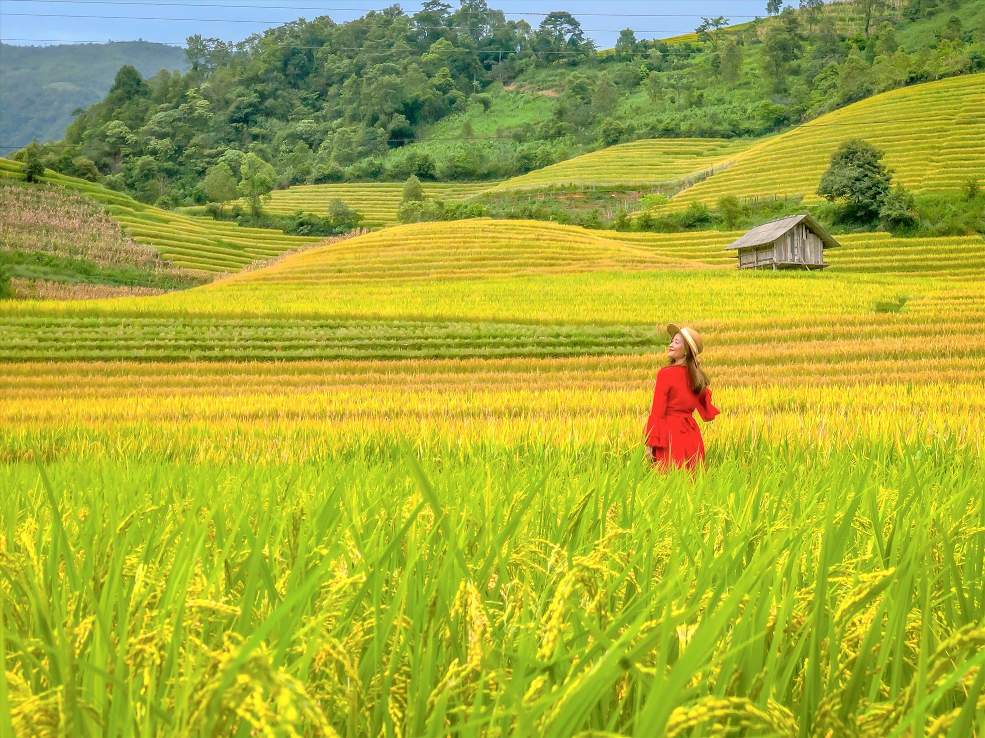 Du khách trekking giữa những thửa ruộng bậc thang Sa Pa vào mùa lúa chín. (Nguồn: Sưu tầm)