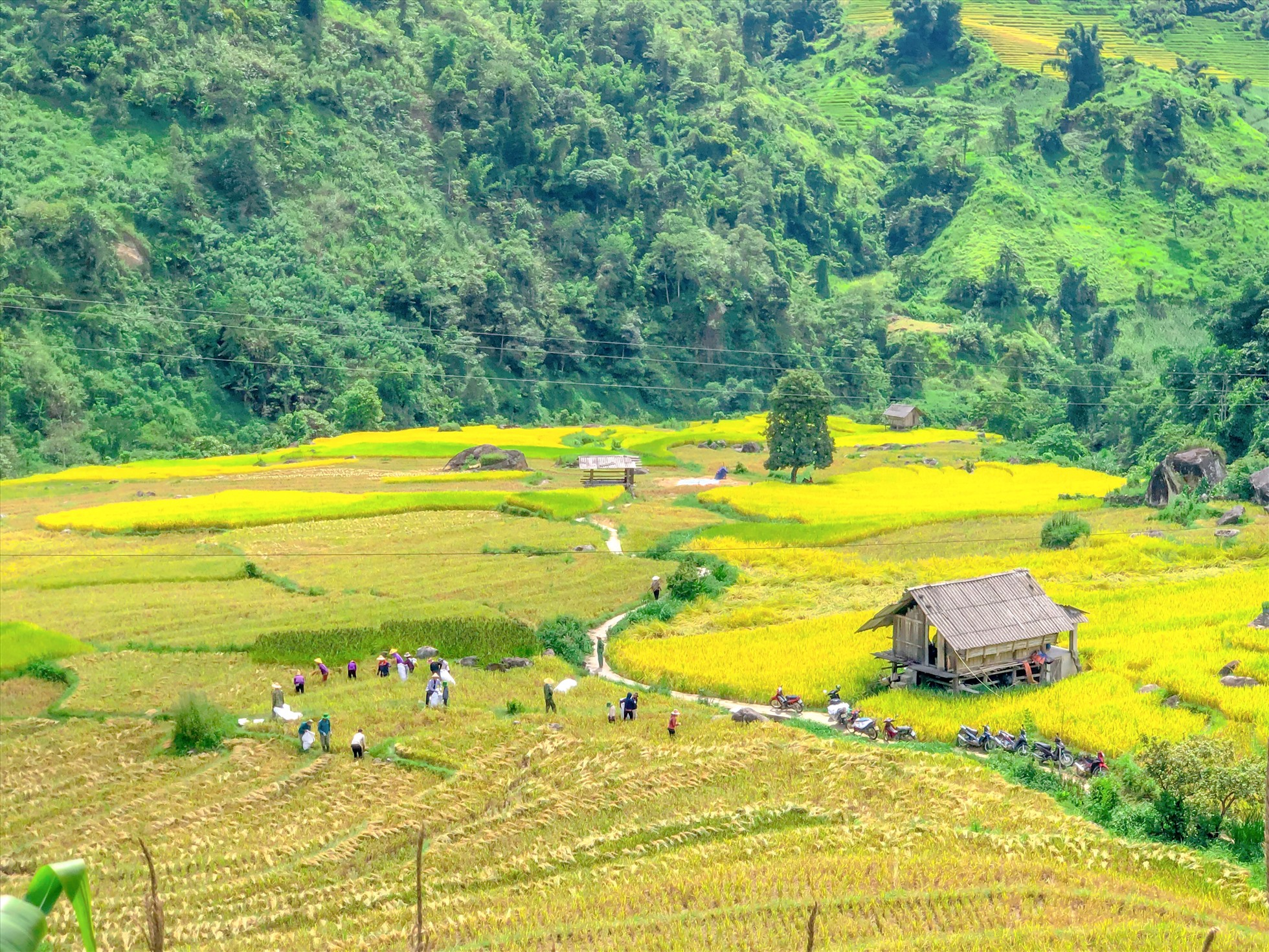 Người nông dân phấn khởi thu hoạch vụ lúa chín vàng bội thu. (Nguồn: Sưu tầm)