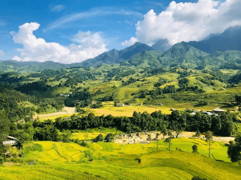 Những thửa ruộng uốn lượn như sóng vàng óng ả