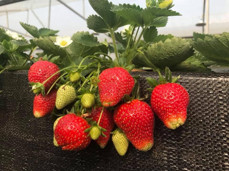 Cận cảnh những quả dâu tây căng tròn đỏ mọng