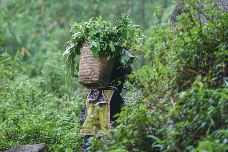 Người dân rong ruổi trong rừng để lấp đầy chiếc gùi mây trên lưng