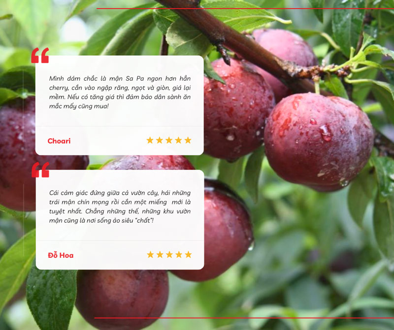 Hương vị thơm ngon của quả mận chín khiến nhiều du khách phải xao xuyến