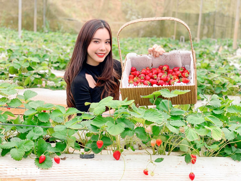 Du khách thích thú trải nghiệm hái dâu tại vườn