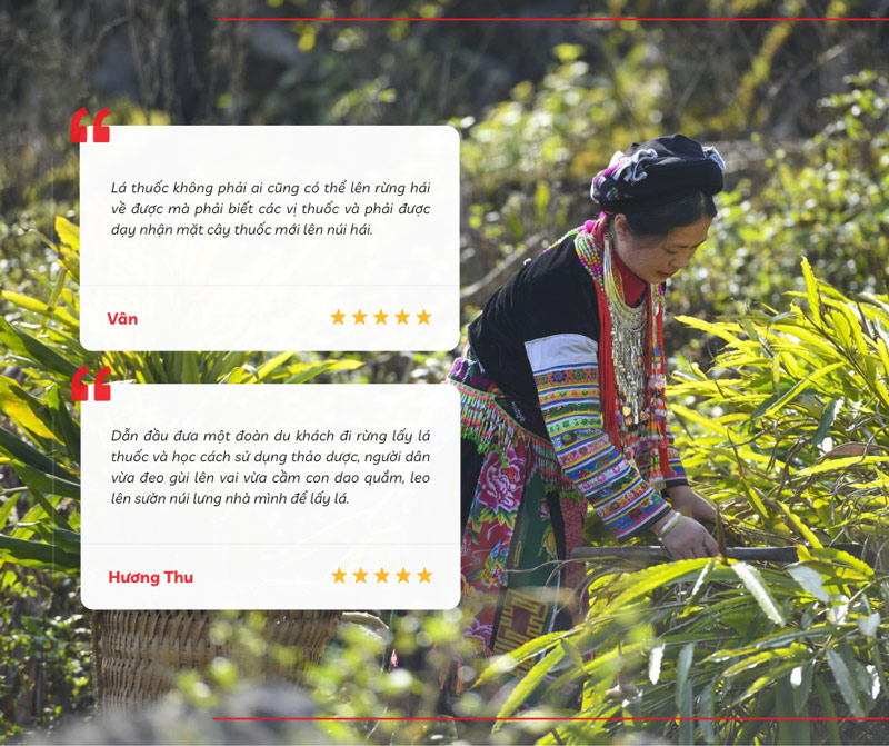 Nhiều du khách quan tâm về trải nghiệm hái lá thuốc cùng người dân bản Tả Phìn