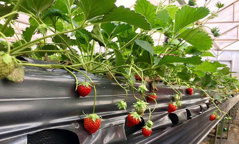 Vườn dâu Tả Phìn được trồng sạch sẽ trên giàn cao bên trong nhà kính