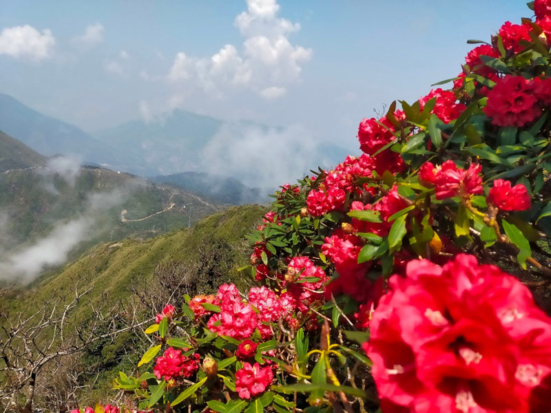 Hoa đỗ quyên nở rực rỡ bên sườn đồi