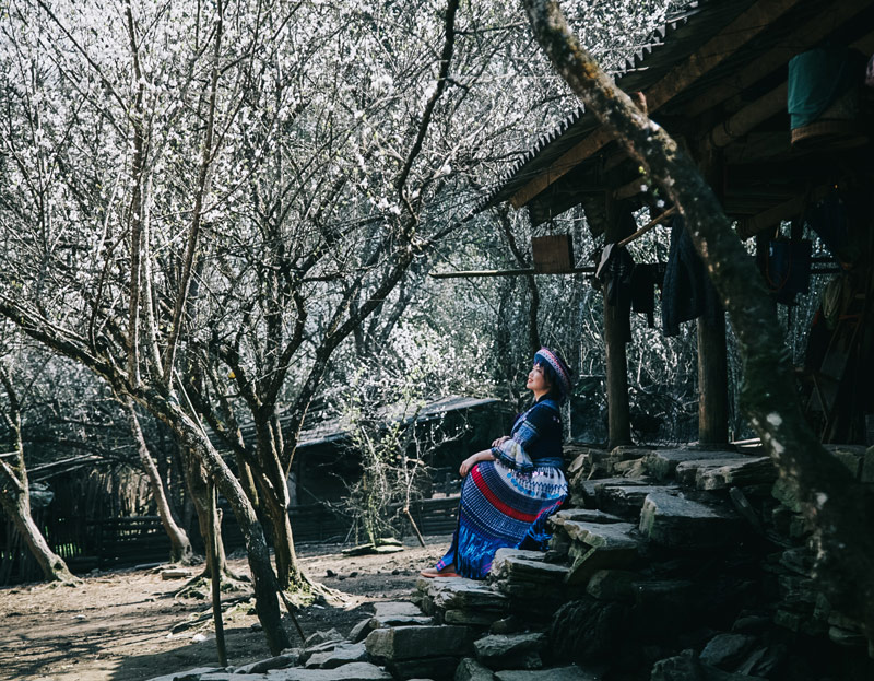 Hoa mận nở trong sân nhà người dân trong bản làng 