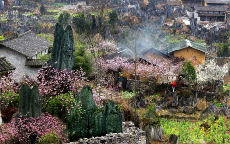 Khung cảnh bản làng trăm hoa đua nở, tràn đầy sức sống