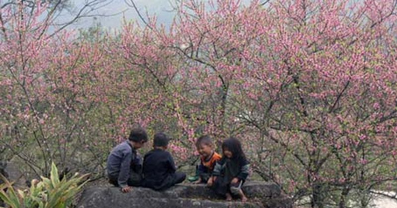 Sa Pa vào mùa xuân với hình ảnh rừng đào nở rộ 