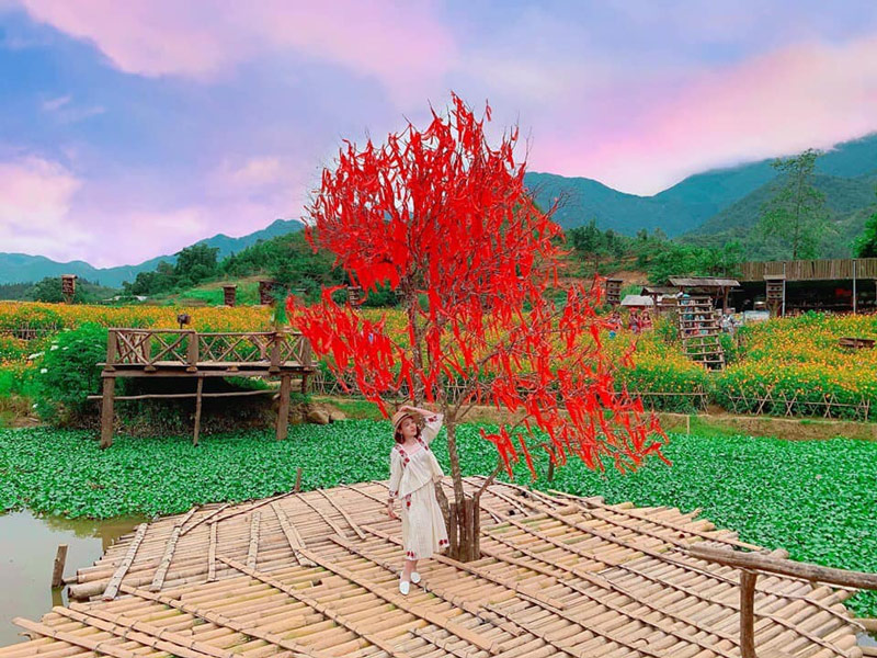 Cây tơ hồng và phông nền của vườn hoa cải mèo khiến bức ảnh check in bản Cát Cát trở nên lung linh