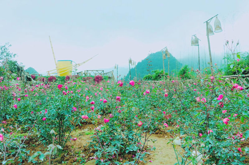 Vườn hoa Hồng Cổ - Tổ Chim