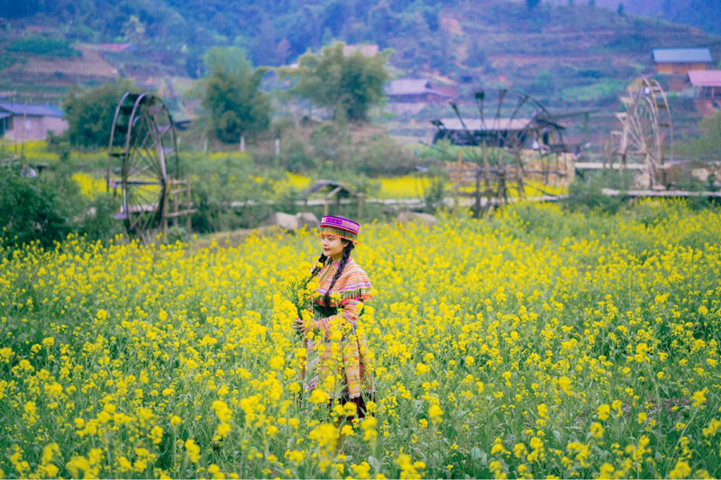 Chụp ảnh đẹp ở bản Cát Cát không thể thiếu khung cảnh đồi hoa cải mèo vào những tháng đầu hạ