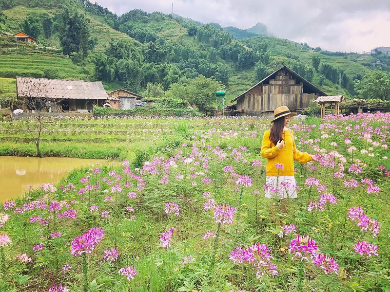 Lạc vào sắc tím phớt ngọt ngào của những bụi hồng ri mùa thu
